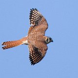 10SB2036 American Kestrel